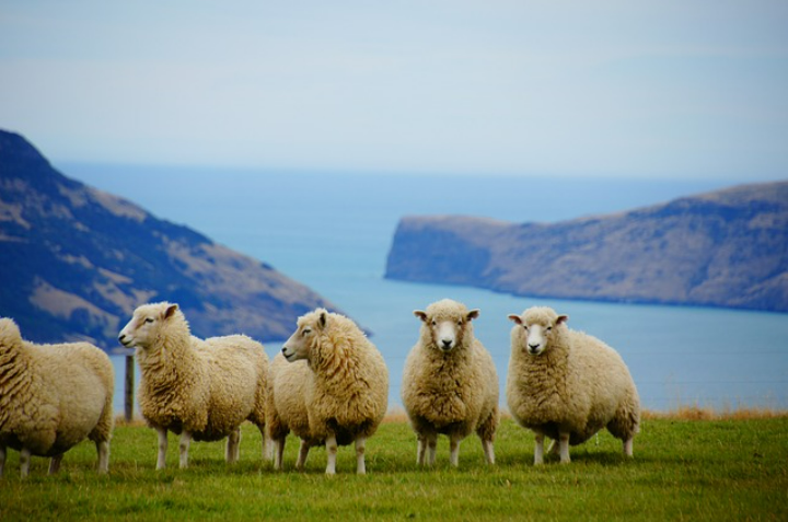 ニュージーランドに移住したい！どうすれば永住権を取得できるの？